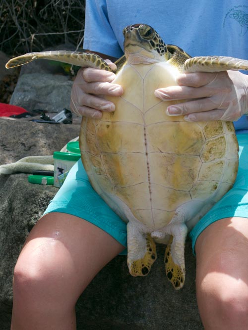 Kimberly shows the plastron or underside of a green sea turtle.