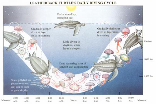 Scientists discovered that leatherbacks follow the daily up and down migration of jellyfish in the ocean.
