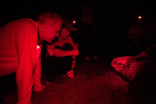 Steve and Kimberly explore the face of a nesting leatherback female.