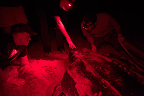 Kimberly points out the 'pink spot' on a leatherback's head.