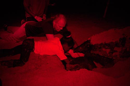 Keeping track of the count as a mother leatherback lays her eggs.