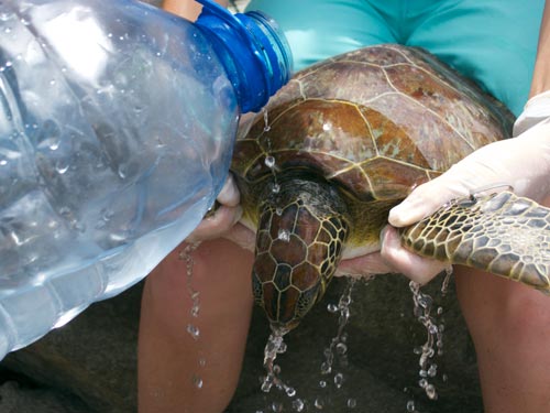 During a check up a green sea turtle gets doused with water to cool down.