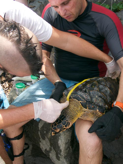 A team of researchers measure the carapace or upper shell of a hawksbill sea turtle.